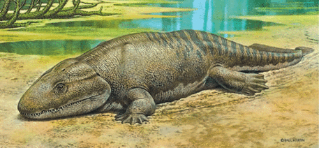 Coelurosauravus - Wikipedia